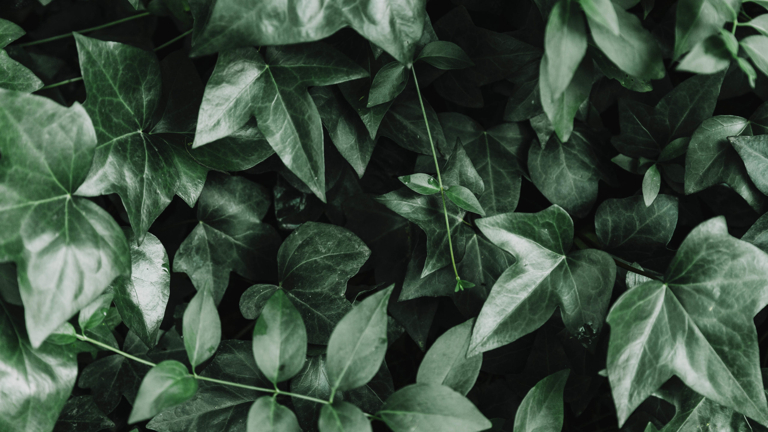 Ivy Natural Health & Beauty